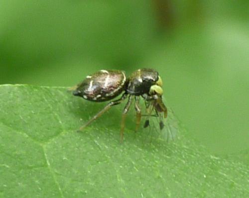Heliophanus cupreus